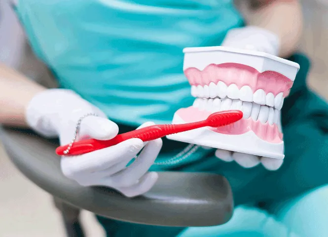 Dentist brushing fake teeth